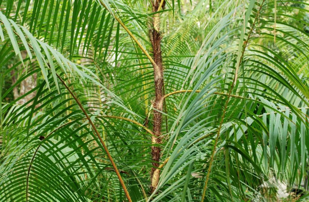 Rattan Palm Plant in India 1